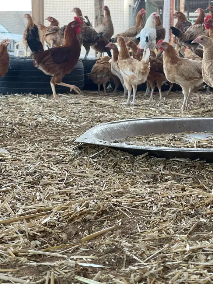 دجاج بلدي بياض وبشاير 11