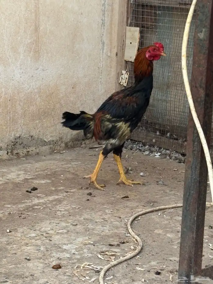 للبيع ديك فارسي 1