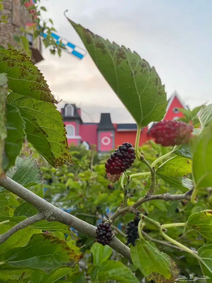 مطلوب بيت بحي الدانه راس تنوره 0