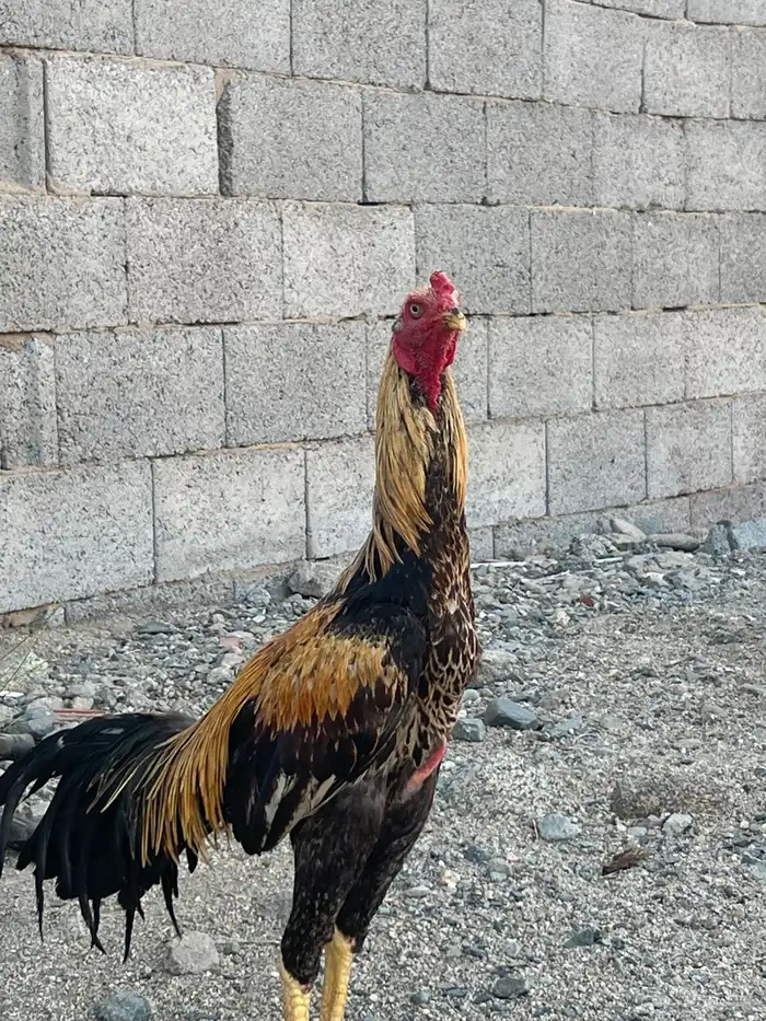 ديك سندي اصلي 1