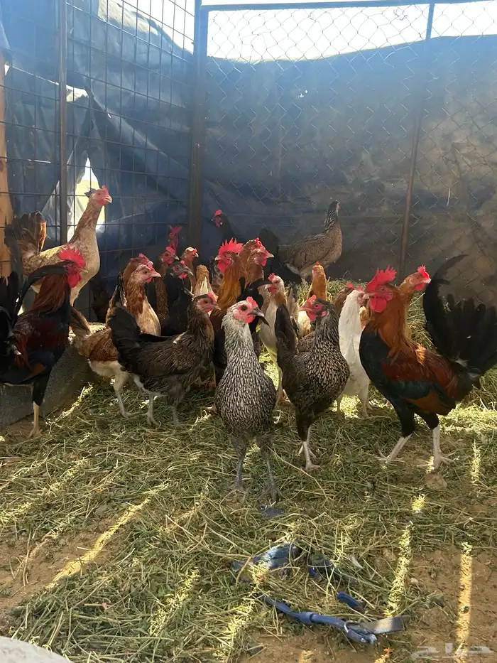 دجاج بلدي العدد حول 30 4