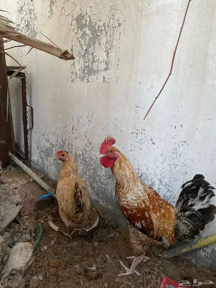 دجاجة وديك للبيع 0