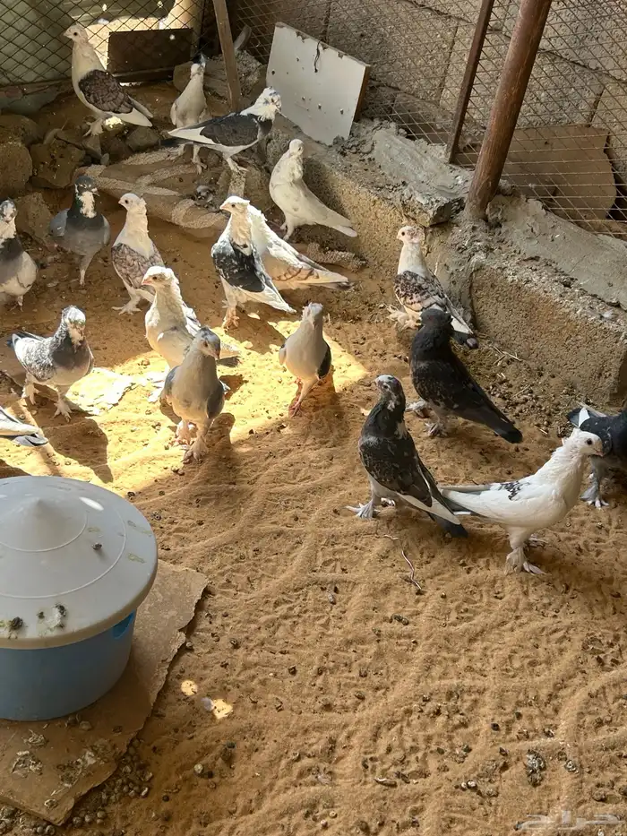 حمام و ارانب 7