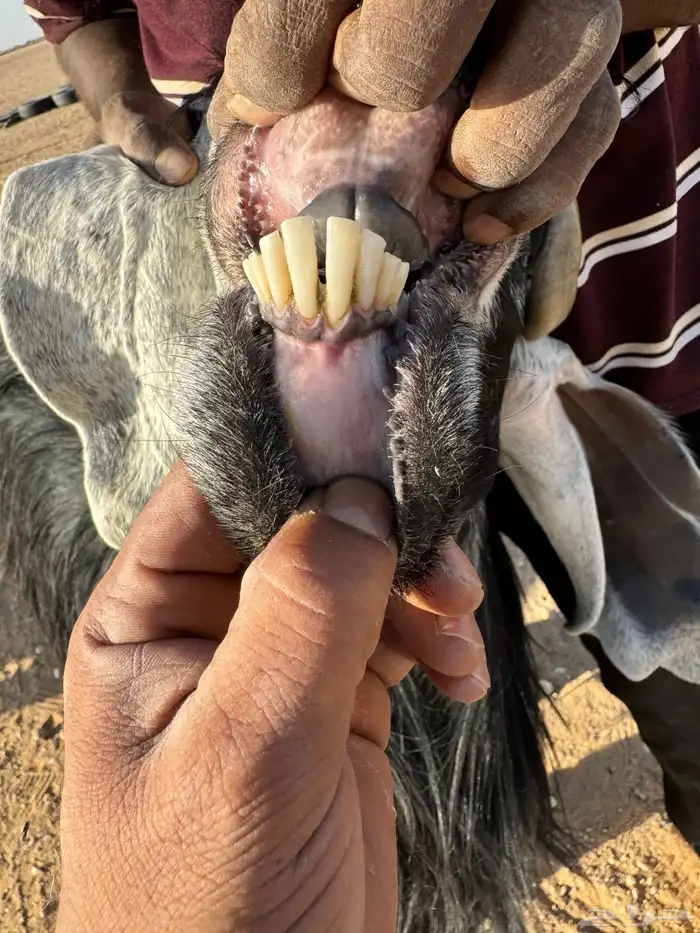 معز مضاريع 1