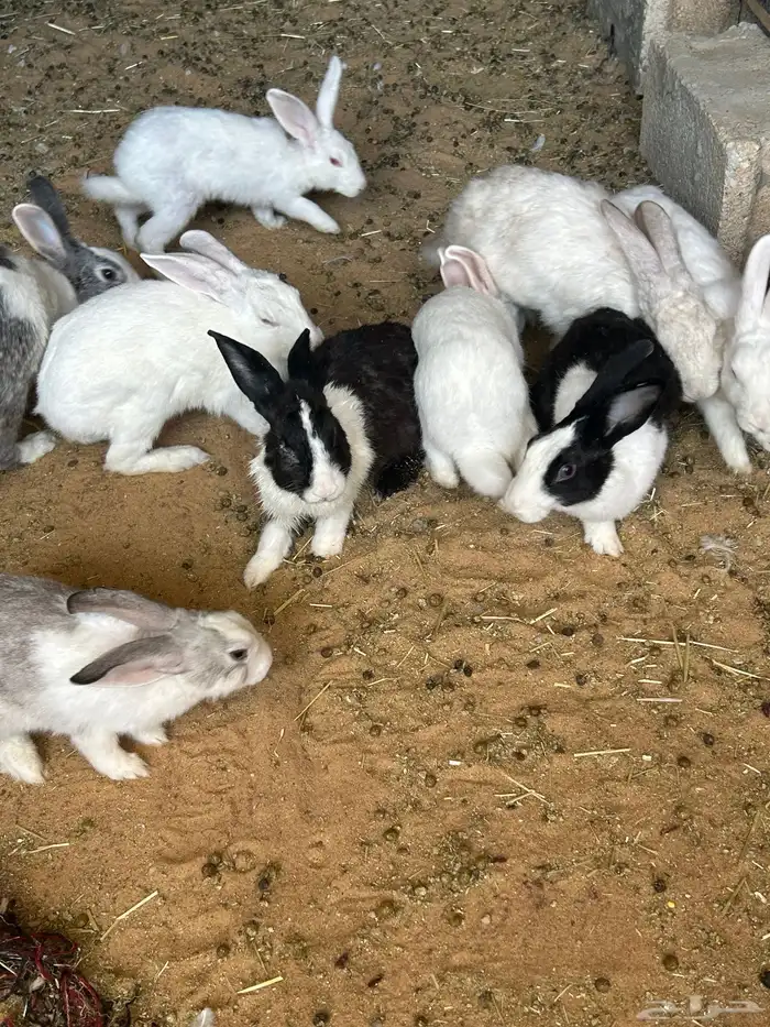 حمام و ارانب 2