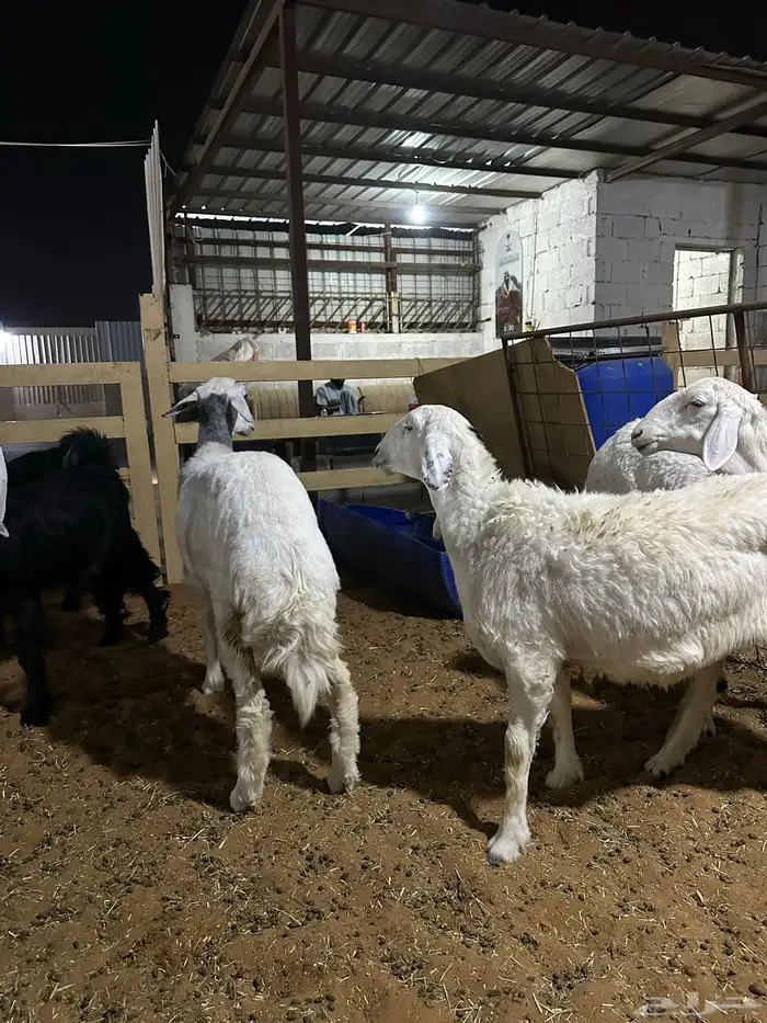 رخال وطليان وتويس وجفار ذبايح للثلاجه صلخ وتوصيل 1350 1250 1