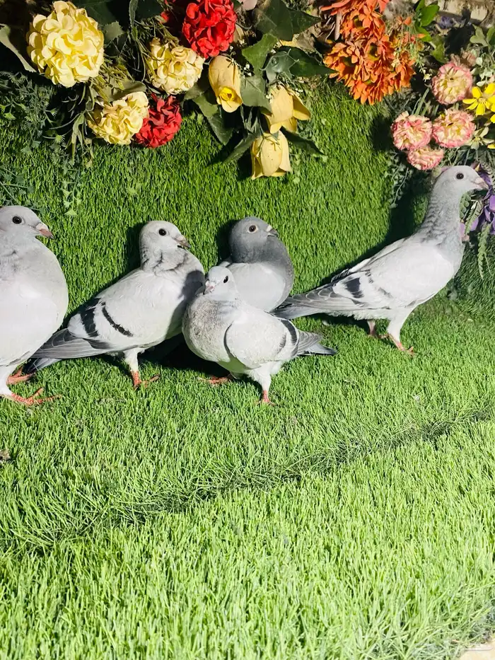 للبيع مجموعة طبات زواجل 3