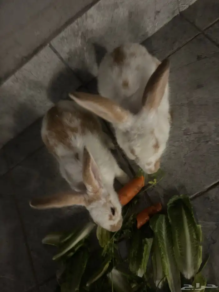 أرانب 2