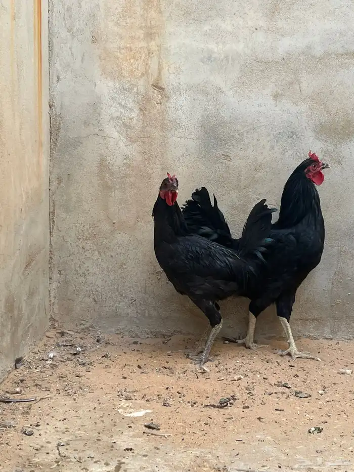 ديكه عربيه 4