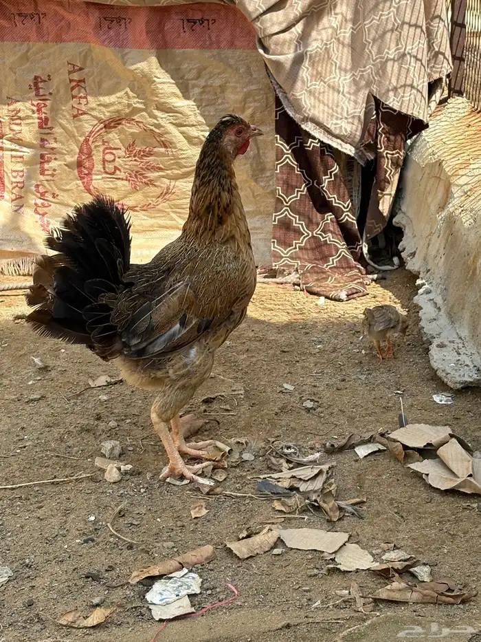 دجاج معاه صيصان 5