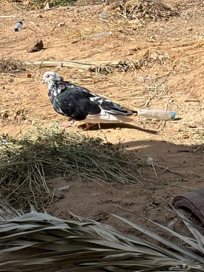 مصري مالطي منتج 3