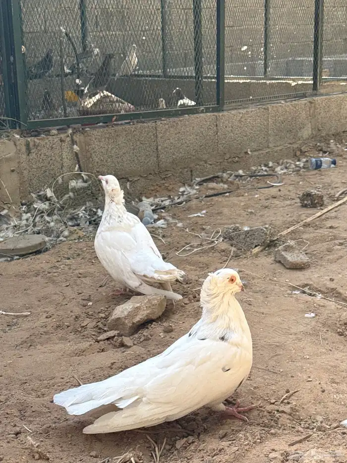 مصري مالطي منتج 2