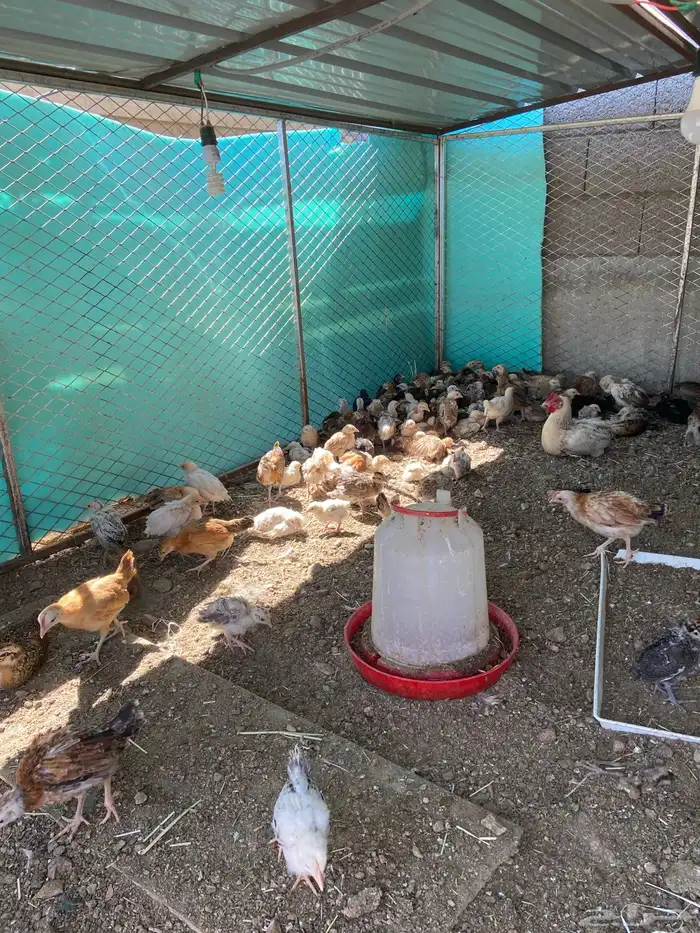 صيصان بلدي صحه ماشاءالله وعينك تشوف 3