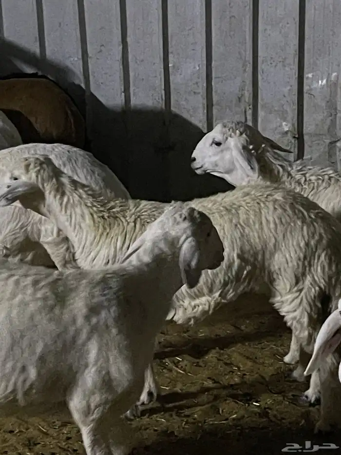 هرافا لباني حري هرفي حري لباني بري 10