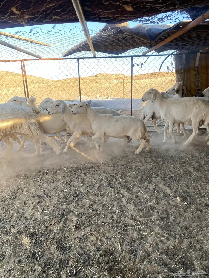 حريات طيبه وكفو 0