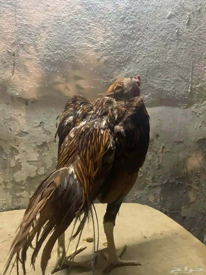 ديك باكستاني ميوالي للبدل فقط 1