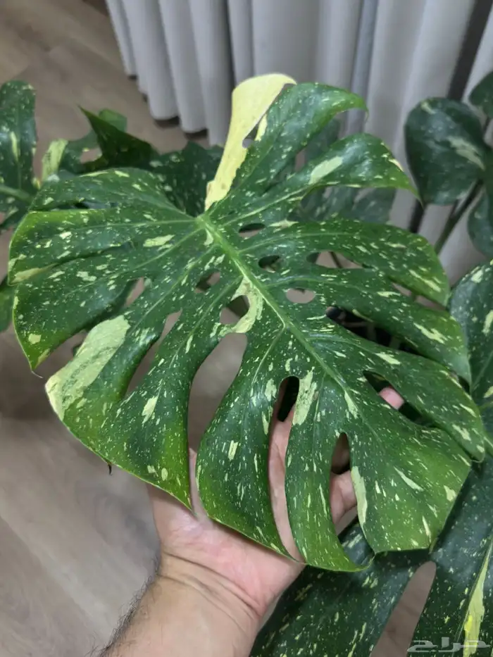 مونستيرا تاي كونستليشن 5