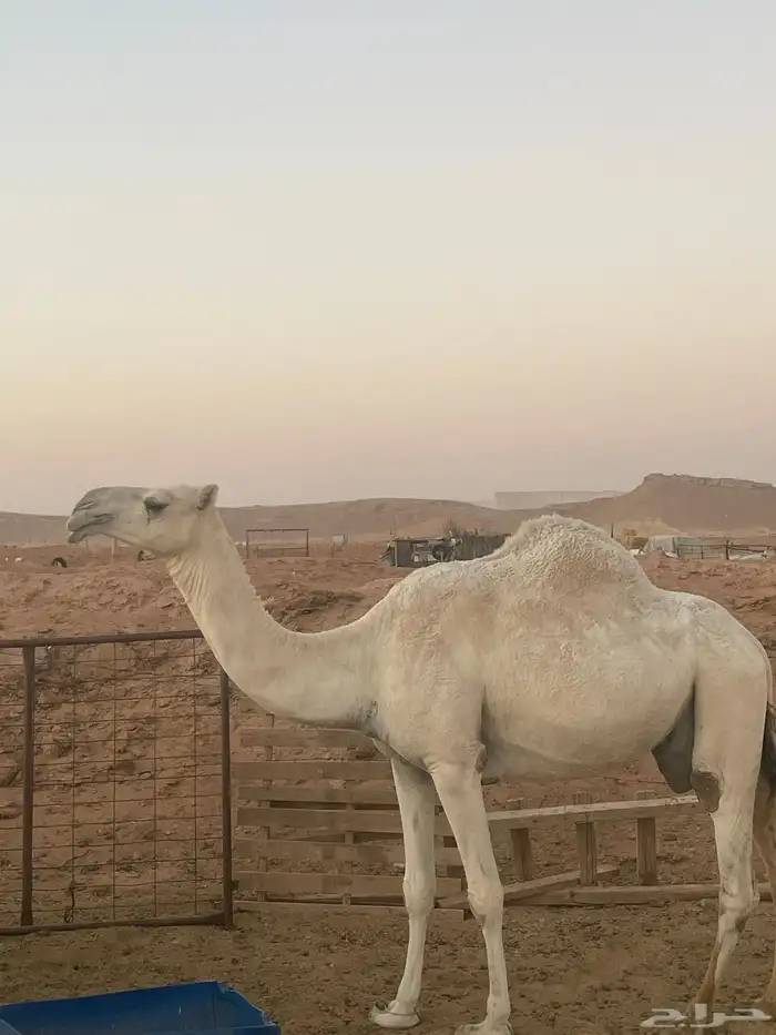 ناقة وضحا وضحى ضروبة ضريبة كفو سناد 0