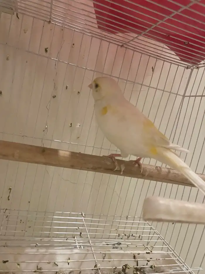 كناري اثنى 4