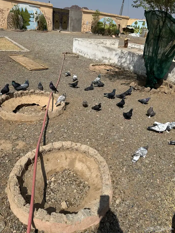 حمام تركي وقطائف وباكستاني 12