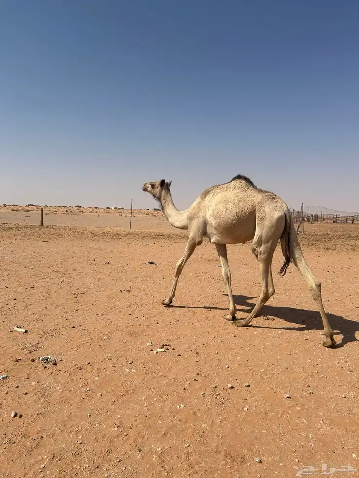 بكره 0
