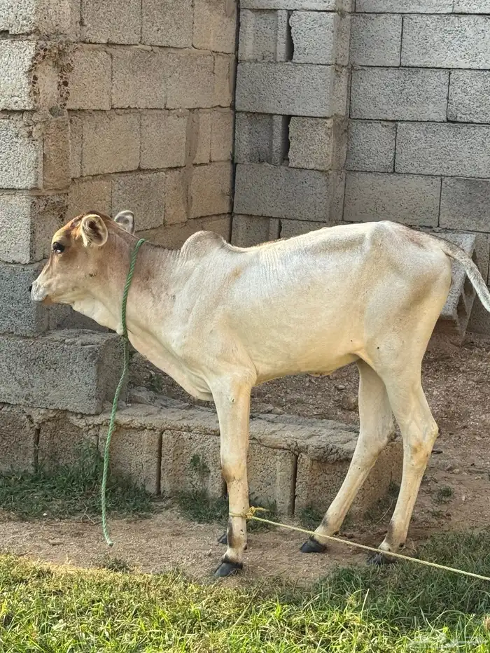 بقرتين و عيالها بلدي 4