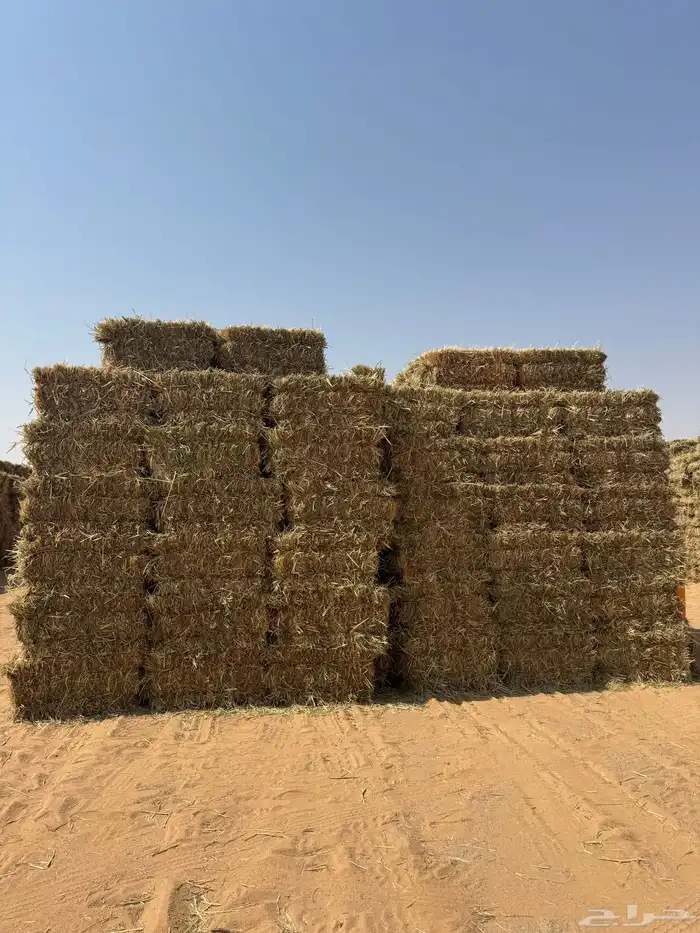 للبيع ذرة جيزانيه حمراء 6