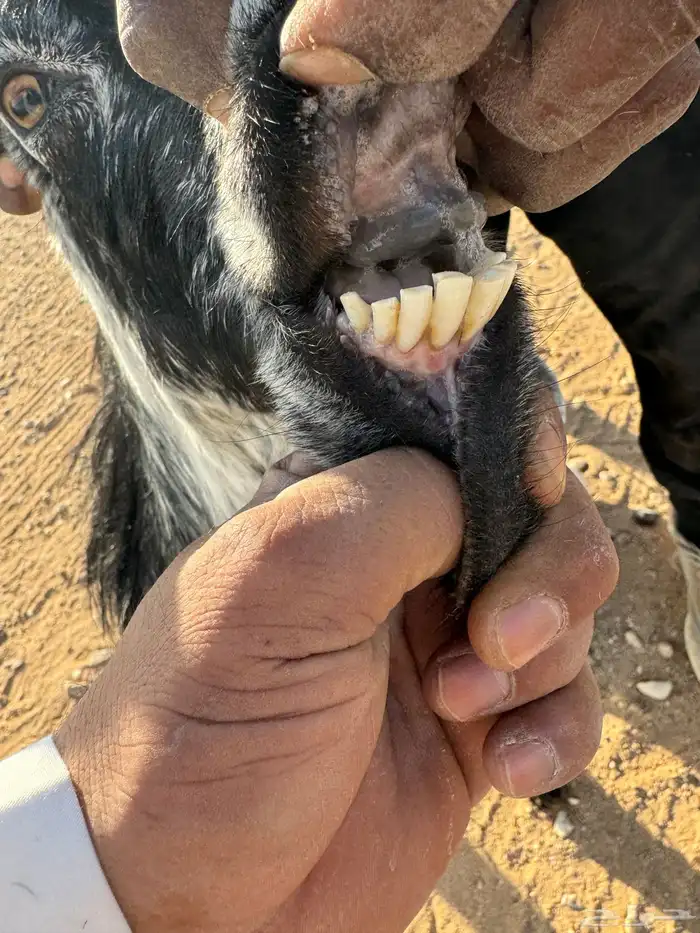 معز مضاريع 0