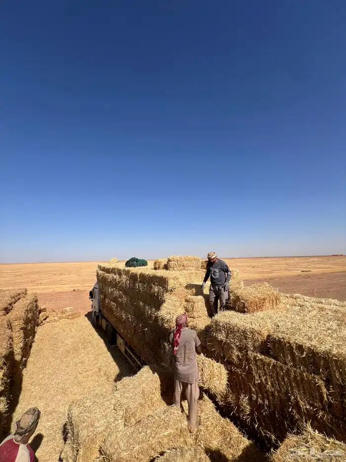الدفع عند الاستلام قمح 3