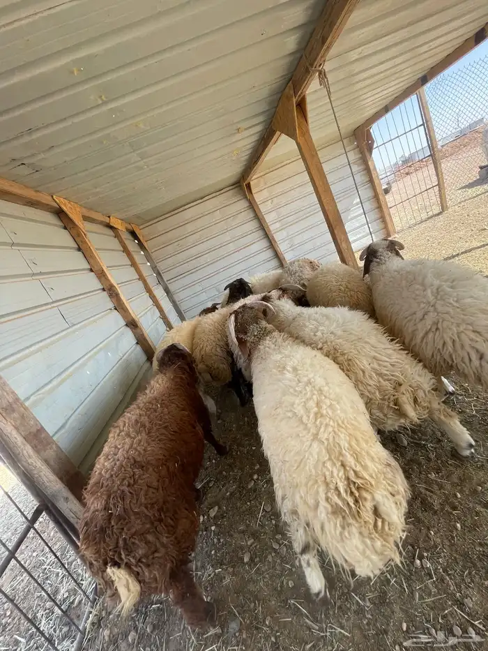 بهم خرفان نعيم عدد 10 4