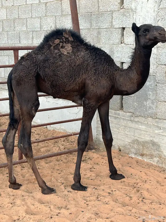 للبيع قعدان طيبة 0