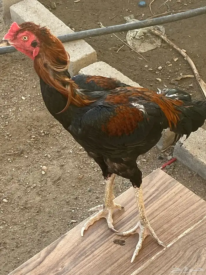 ديوك باكستاني 2