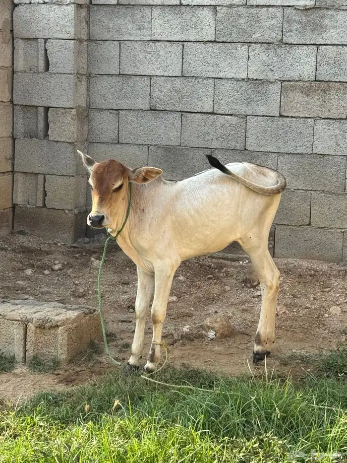 بقرتين و عيالها بلدي 5