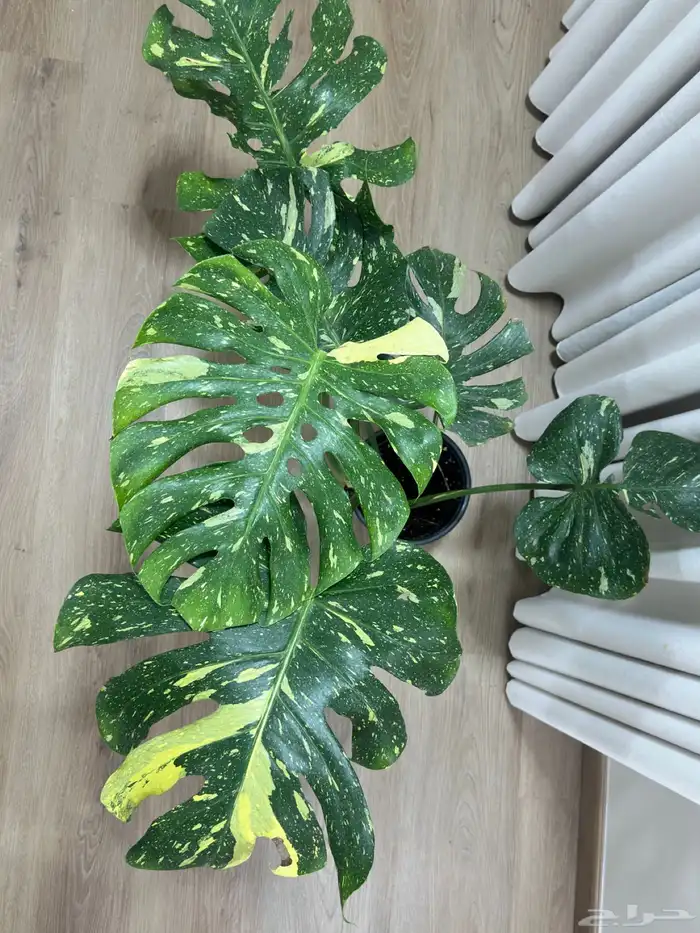 مونستيرا تاي كونستليشن 2