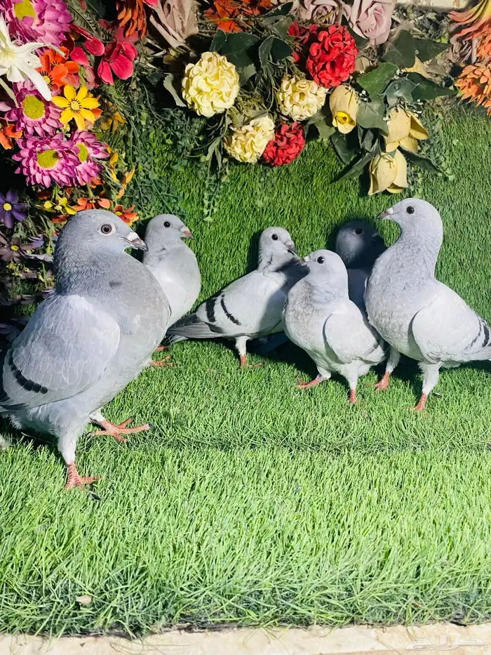 للبيع مجموعة طبات زواجل 0