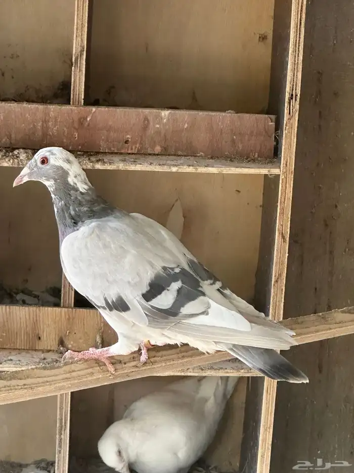 حمام مستويات طيبه 3