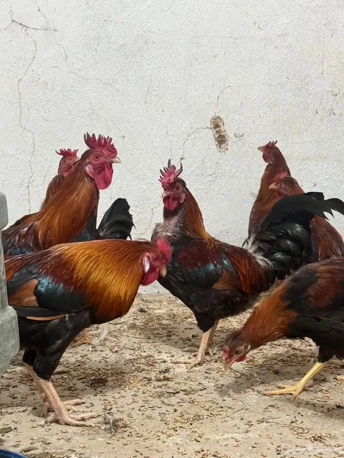 ديوك عربيه ترثه للبيع 8