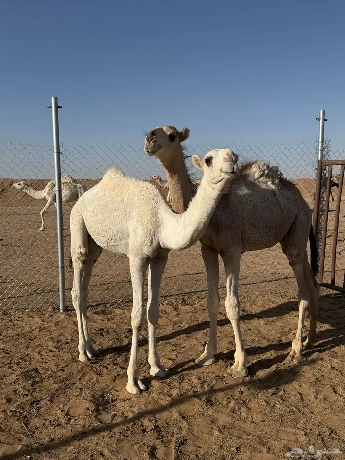 قعدان عمارها 6 شهور 0