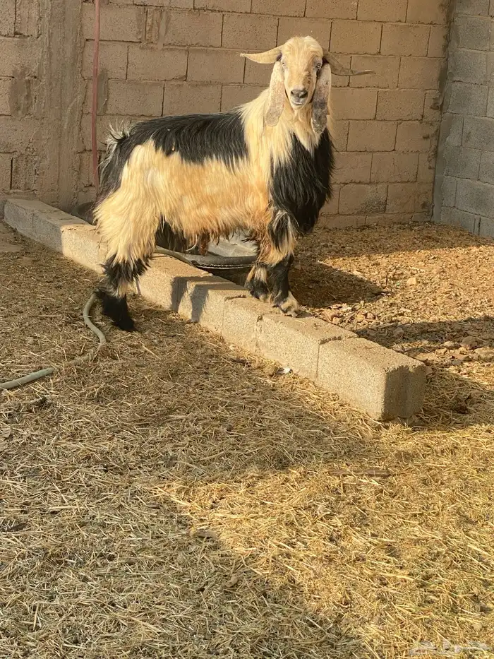 تيس مشروك شرط القريع 0