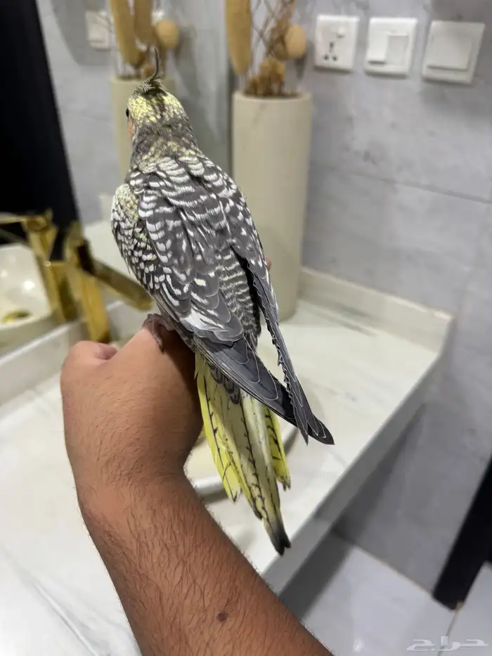 كروان فراشه اليف حمامه 3