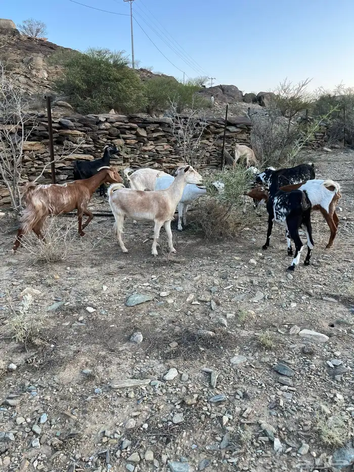 ماعز مقاني للبيع 2