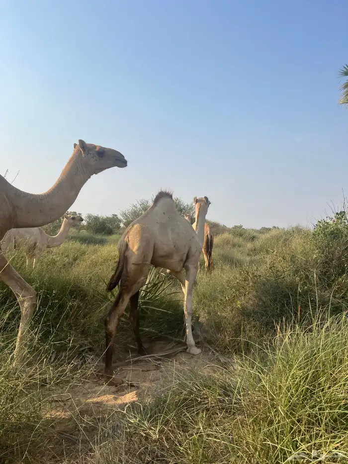 ارك ام رابع تحتها بكره عمرها 9 شهور 2