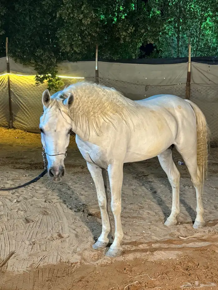 ايواء خيل بيع شراء تسويق 2