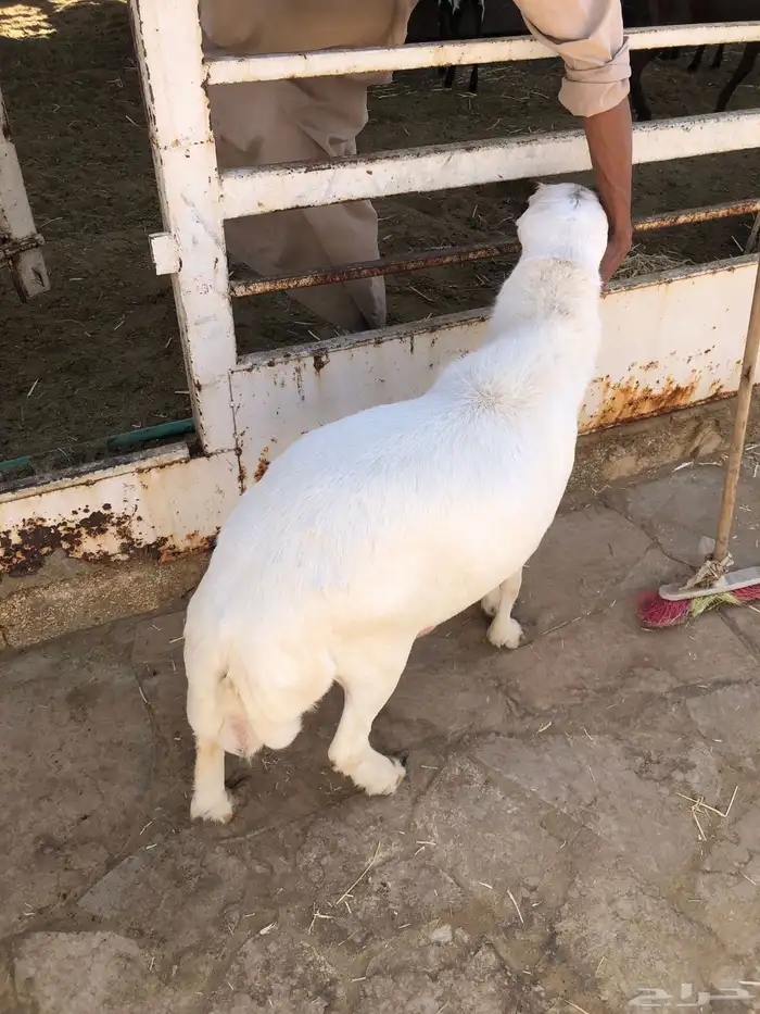 للبيع خروف رفيدي جذع ينسف شرط 4