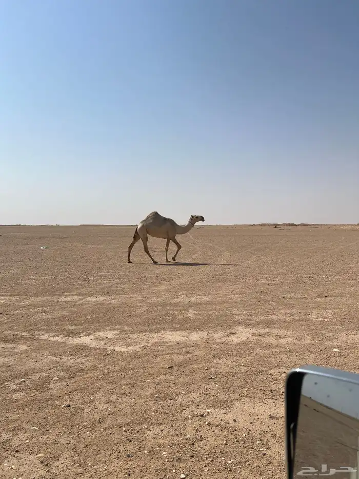 الموقع حفر الباطن طريق الشمال تقريبآ 17كم على اليسار 2