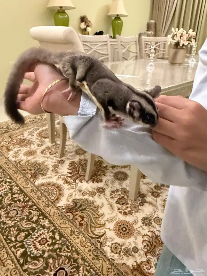 شوقر قلايدر سنجاب الطائر 2