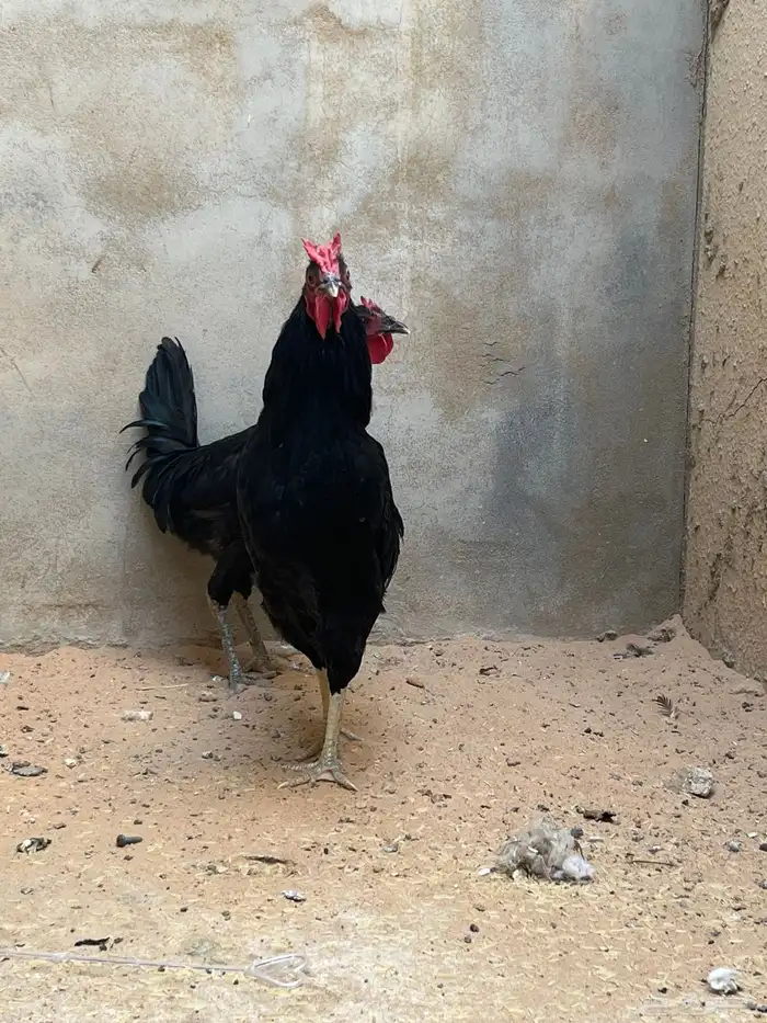 ديكه عربيه 0