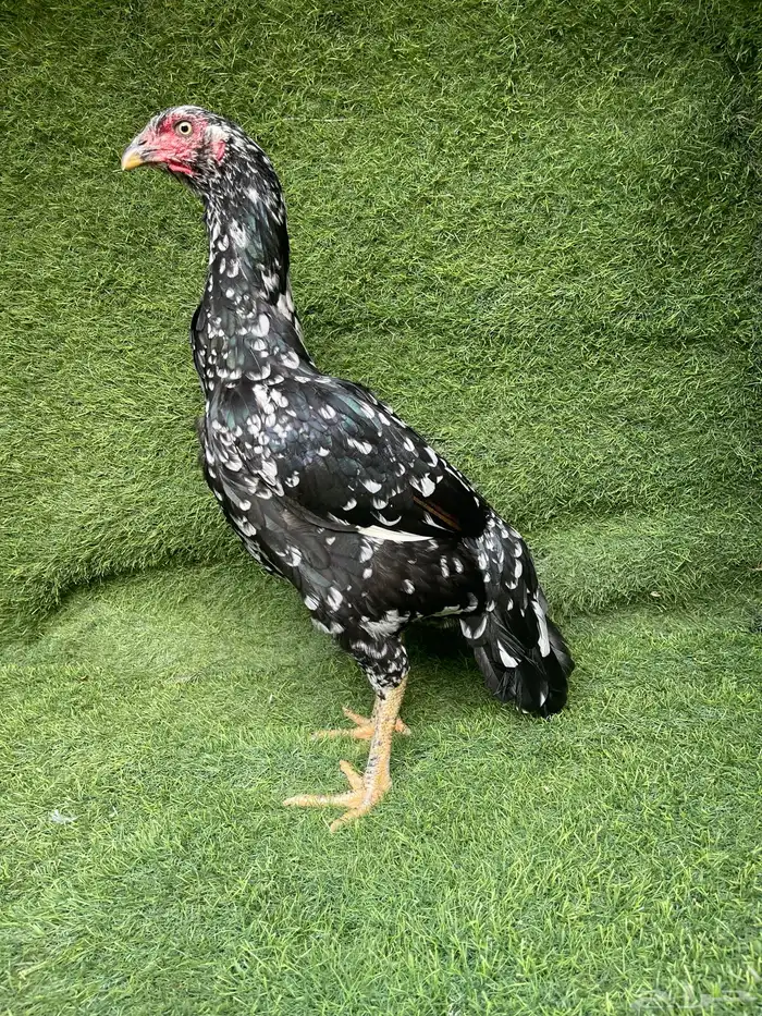 دجاجه سندي 0