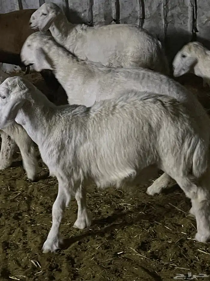 هرافا لباني حري هرفي حري لباني بري 11