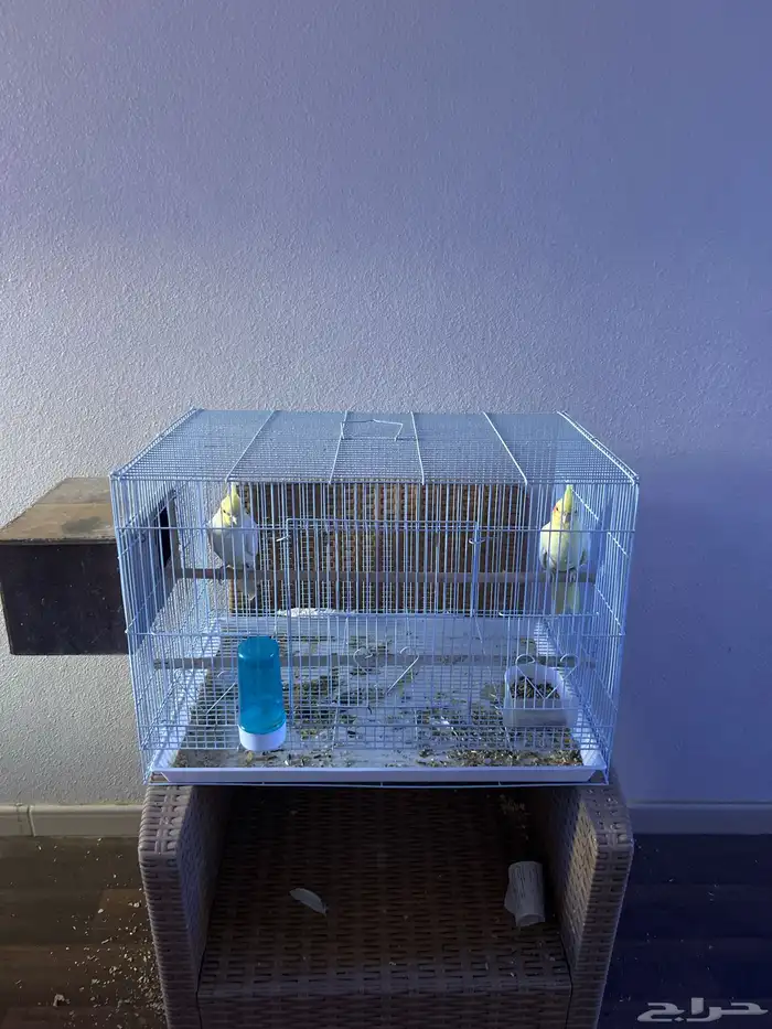 زوج كروان لاتينو منتج اليف قد انتج من قبل 1